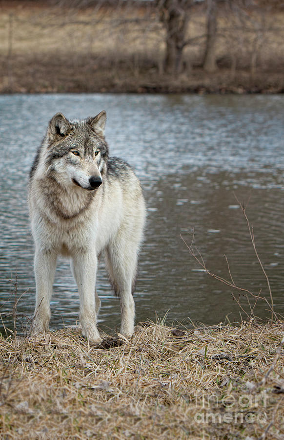 Classid Wolf 3 Photograph by Shari Jardina