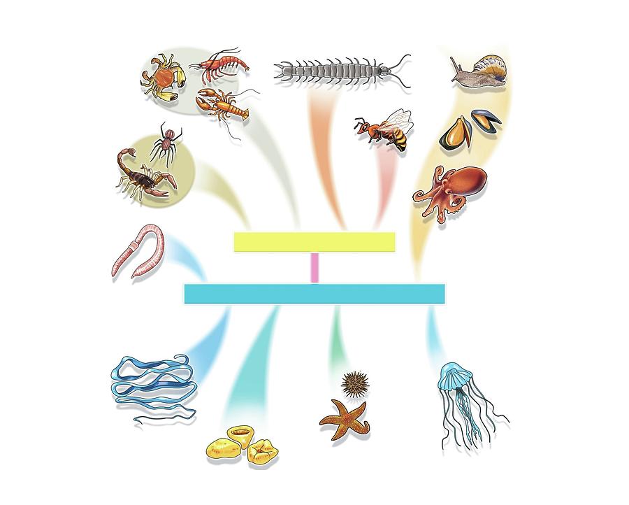 Classification of invertebrates. Digital Art by Album