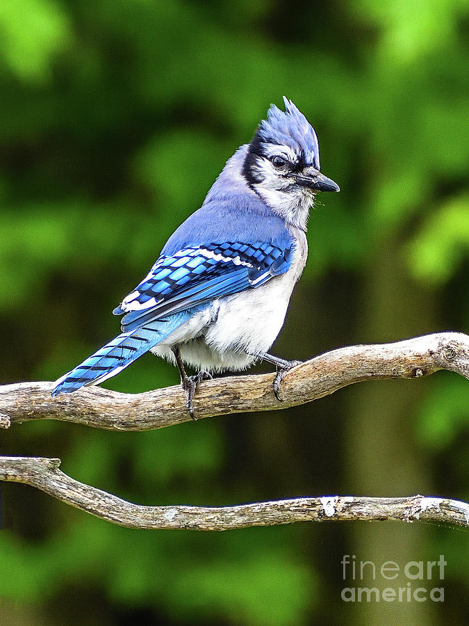 Classy Blue Jay Photograph by Cindy Treger