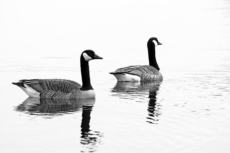 Classy Canada Geese Black And White Photograph by Debbie Oppermann