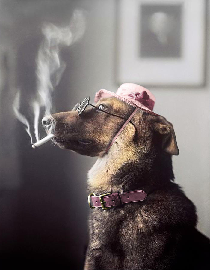 Classy Dog Smoking a Cigarette - Colorized Photograph by War Is Hell Store