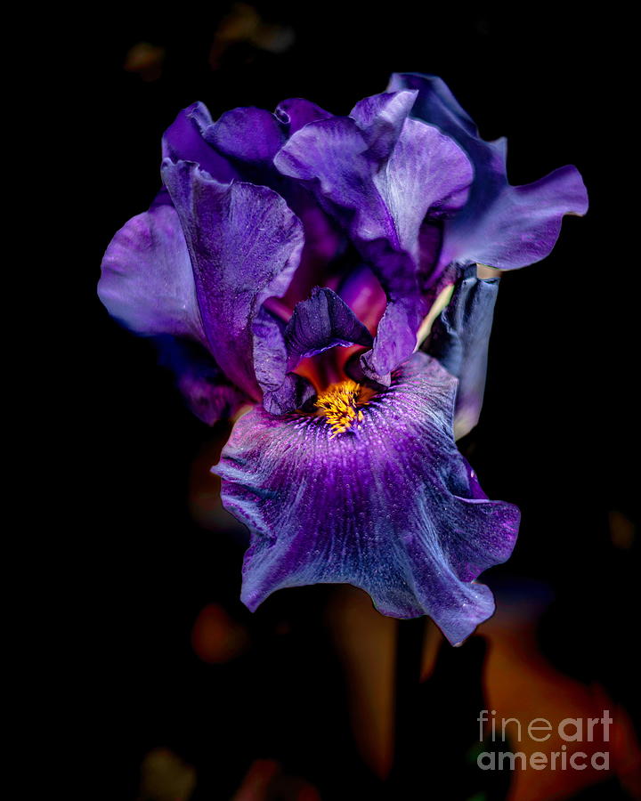 Classy Iris  Photograph by Elijah Rael