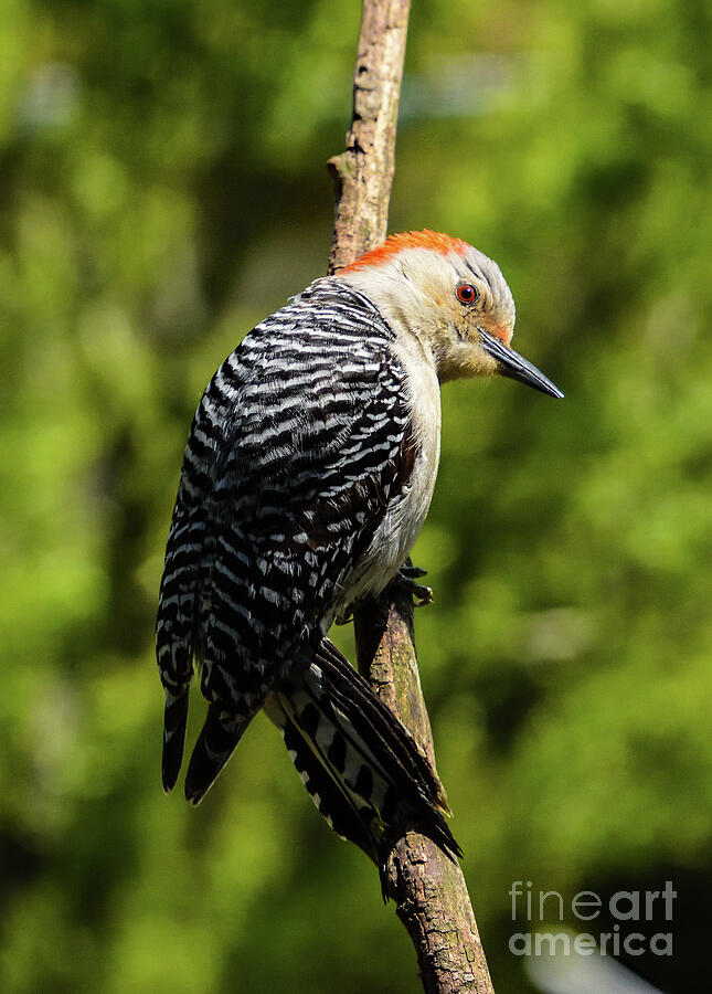 Classy Red-bellied Woodpecker Photograph