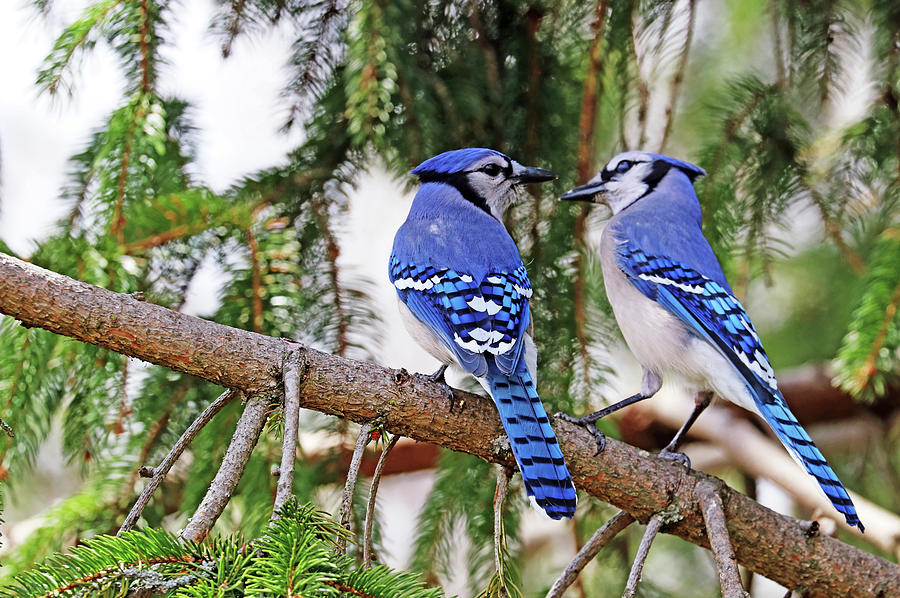 Blue Jay Photograph - Classy Times Two by Debbie Oppermann