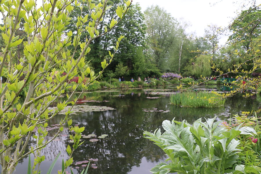 Claude Monet's Lily Pond Photograph by Sandra Kent - Fine Art America