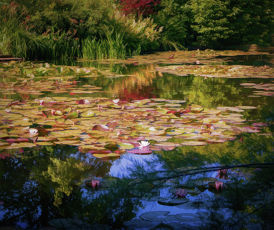 Claude Monets Water Garden  Photograph by Mary Lynn Giacomini
