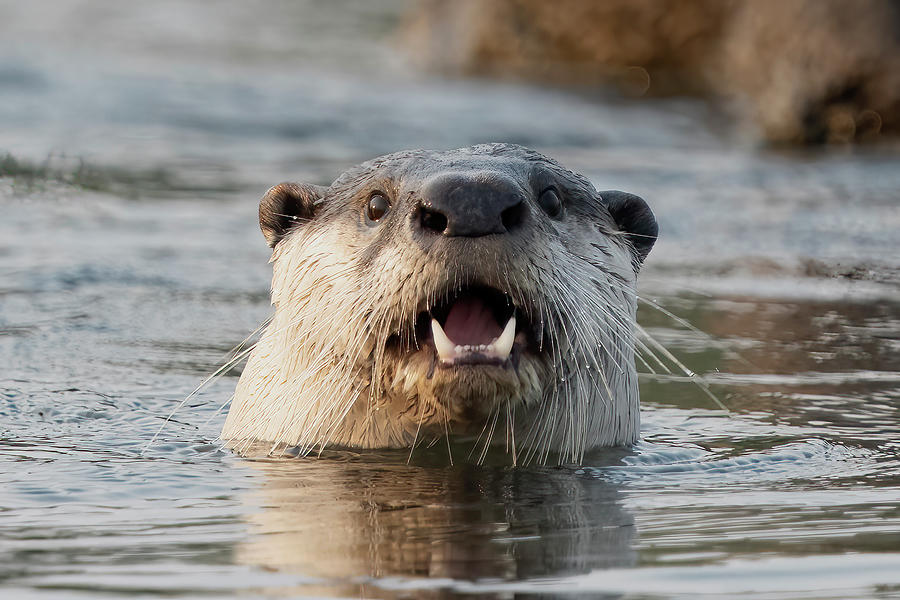 Clawless Otter Head In River Photograph by Jack Nevitt - Fine Art America