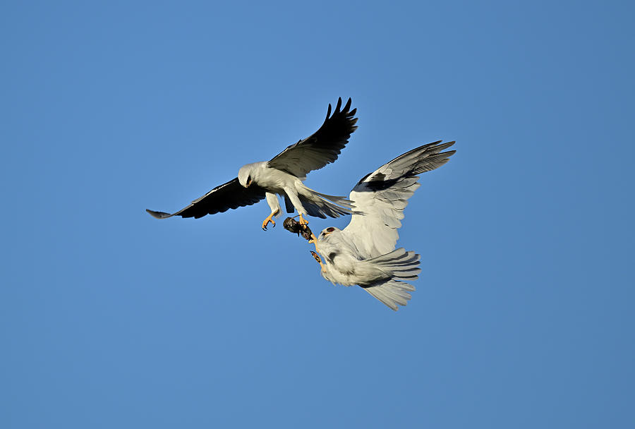 Claws to Claws - White-tailed Kite mid-air prey transfer Photograph by Amazing Action Photo Video