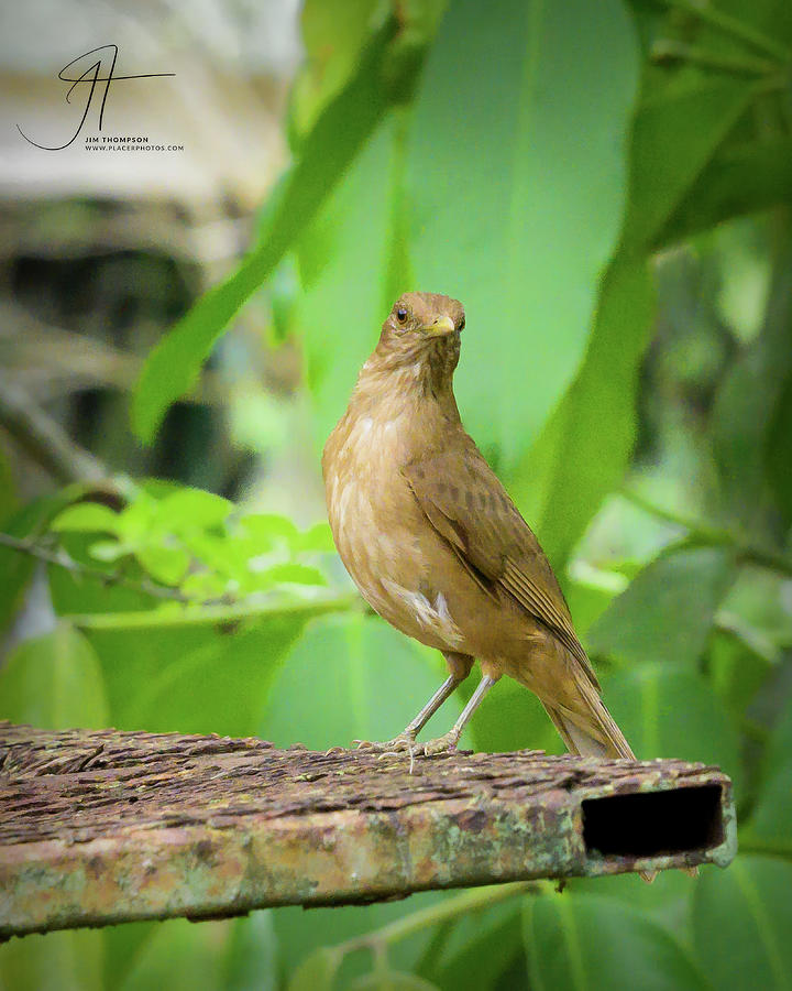 Clay-colored Thrush Photograph by Jim Thompson
