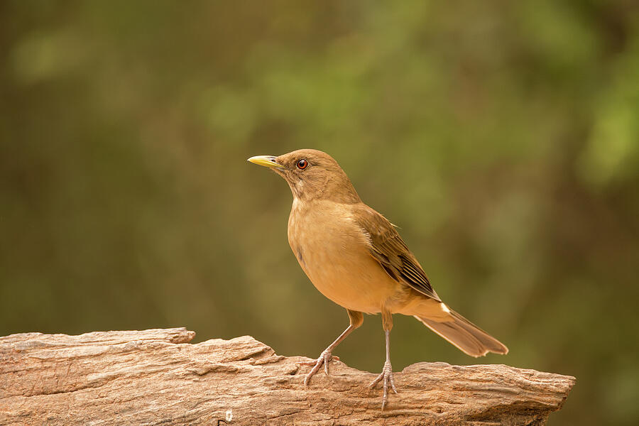 Clay-colored Thrush Profile Photograph by Debra Martz Clay-colored Thrush Profile Photograph by Debra Martz