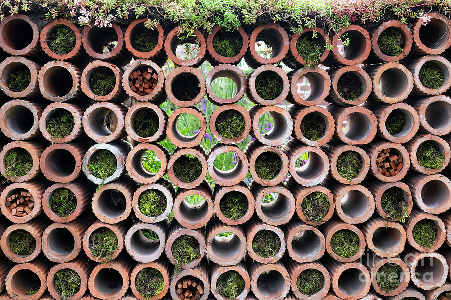 Clay Drainage Pipe Garden Insect Wall Photograph by Tim Gainey