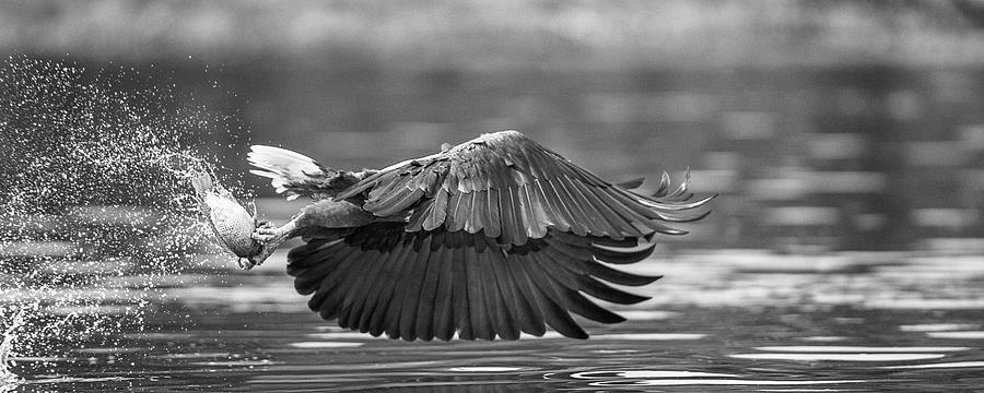 Clean catch monochrome Photograph by Murray Rudd