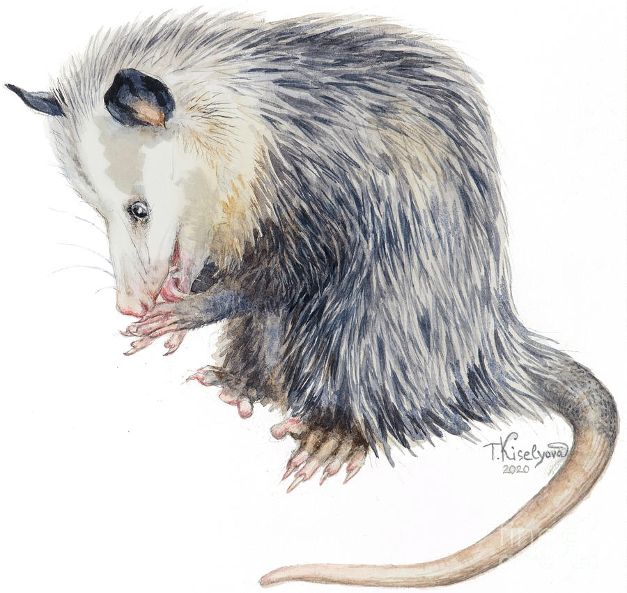 Wildlife Painting - Clean Possum by Tatiana Kiselyova