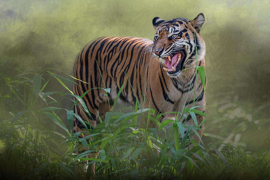Tiger, Clean Up After Your Dog Photograph by Cindy Lark Hartman