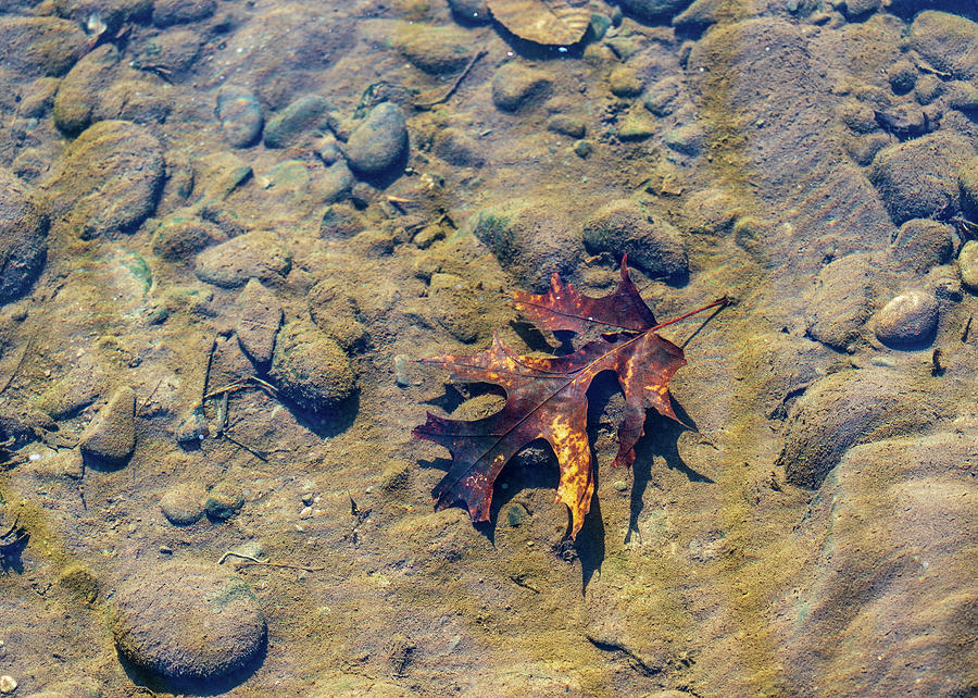 Clean Water - Delaware River - Underwater Photography Photograph by Amelia Pearn