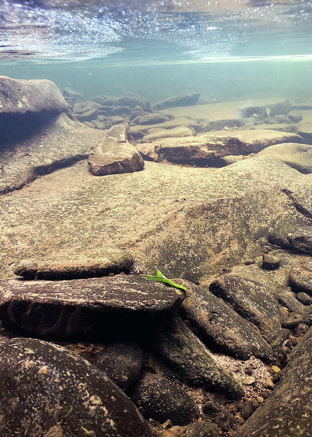 Clean Water - Ten Mile River - Underwater Photography Photograph by Amelia Pearn