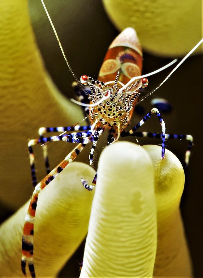 Cleaner Shrimp Photograph by Alexander Allgayer - Fine Art America