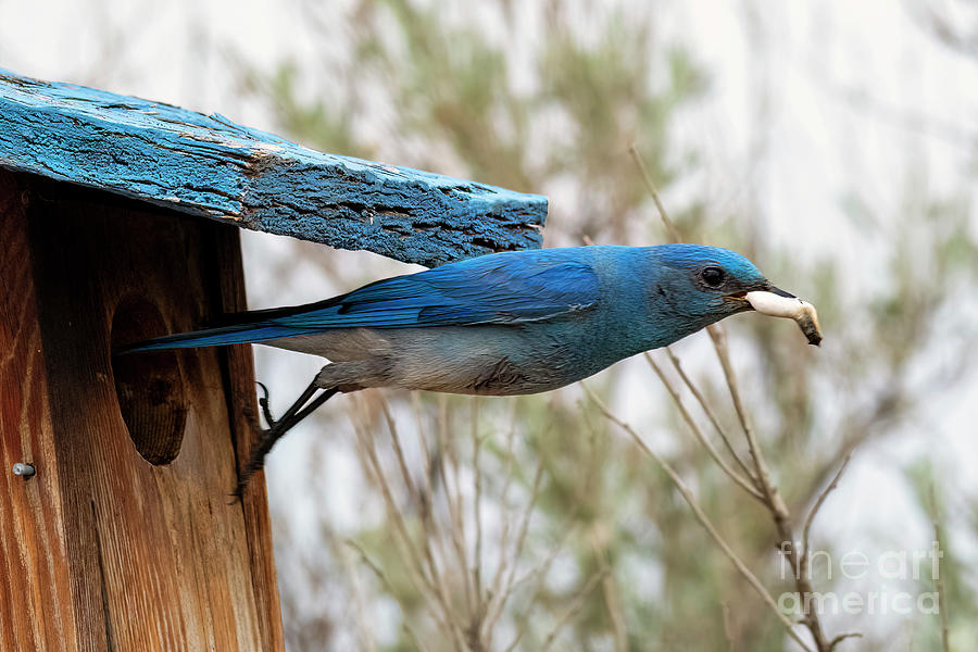 Bluebird Photograph - Cleaning up the Nest by Michael Dawson