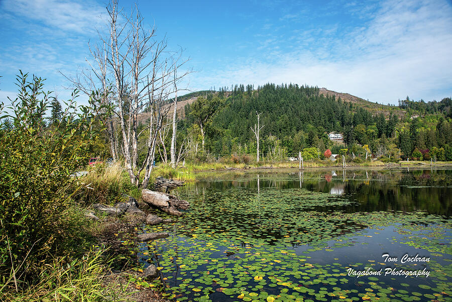 Clear Lake Lily Pads and Birch Trees Photograph by Tom Cochran