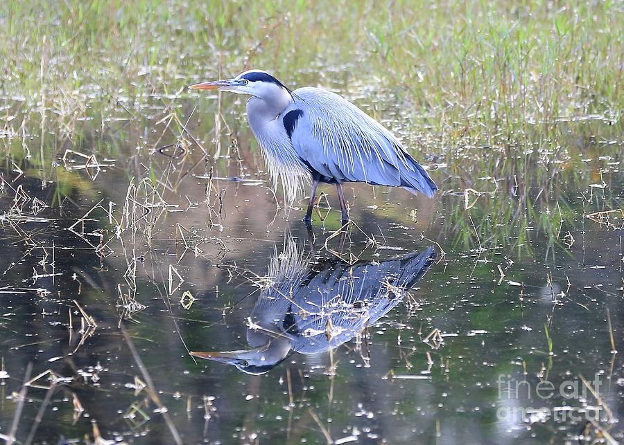 Clear Reflection of Great Blue Heron Photograph by Carol Groenen