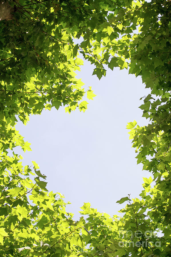Clear sky through tree leaves Photograph by Bryan Attewell