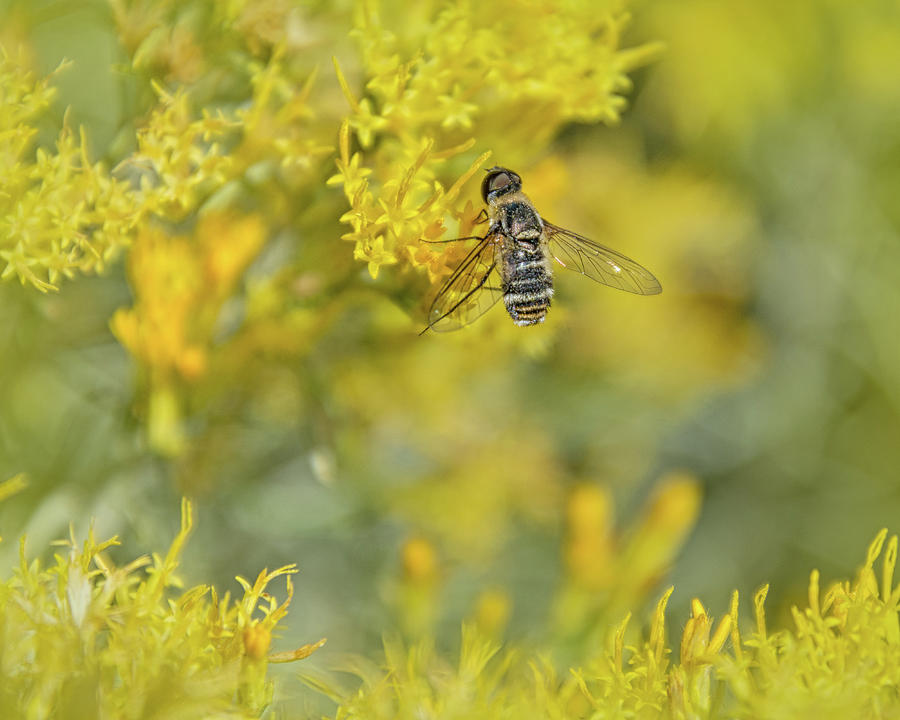 Clear Wing Fly on Blooming Rabbitbrush Photograph by Debra Martz
