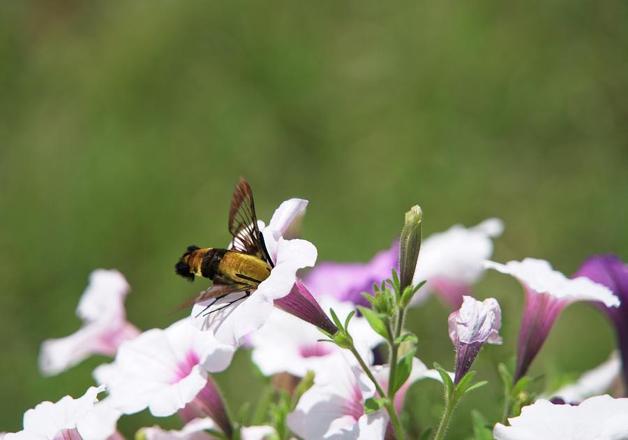 Clear Winged Mothe Feeding On Petunia 2 Photograph