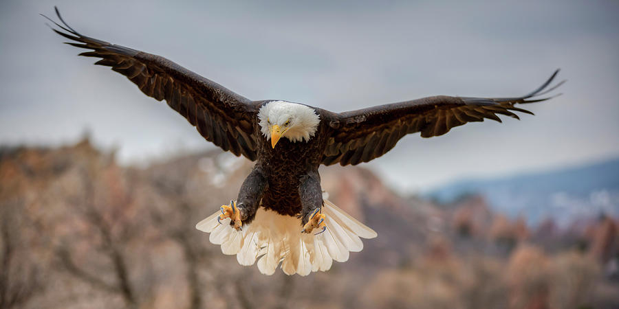 Cleared for Landing Photograph by Chuck Rasco Photography