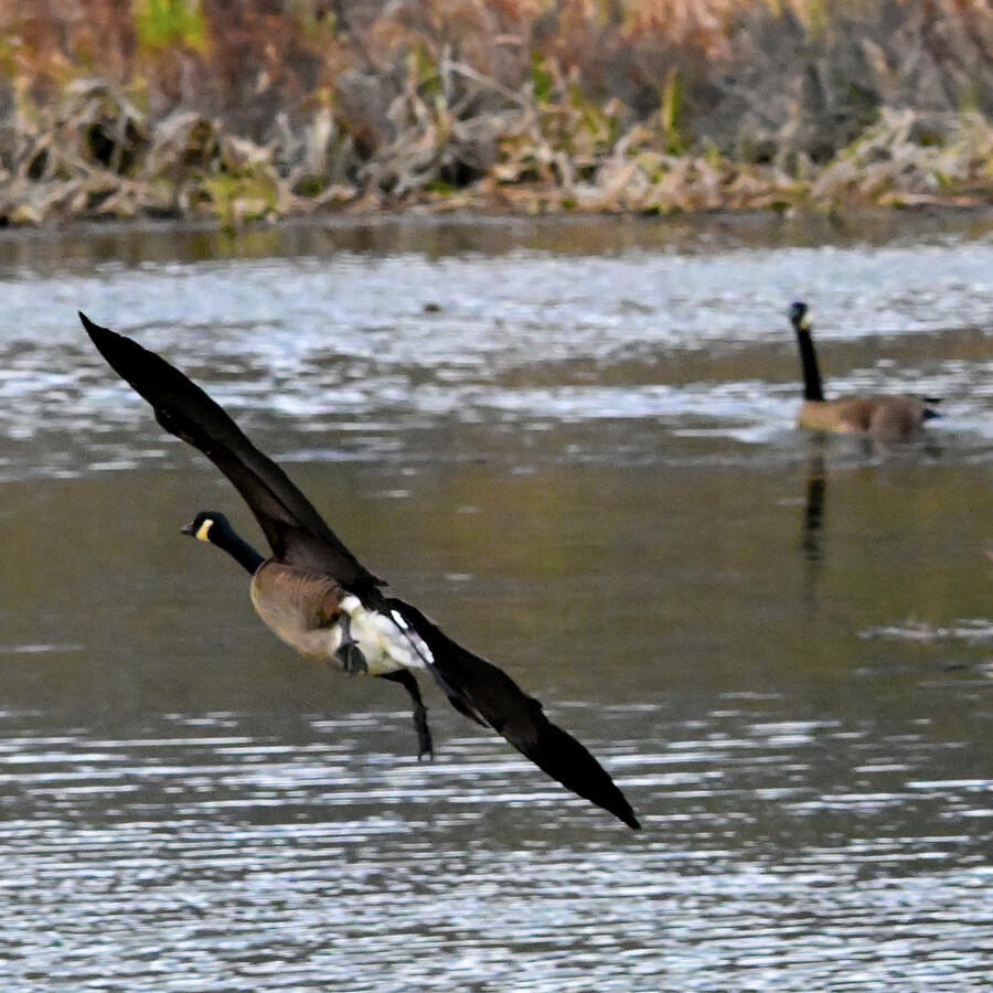 Cleared for Landing Photograph by Harry Banks Cleared for Landing Photograph by Harry Banks