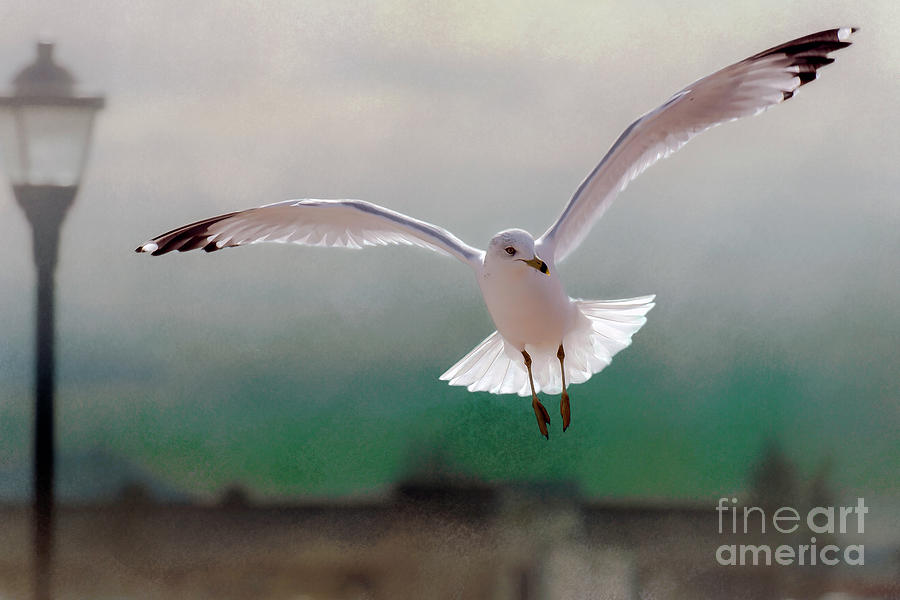Seagull Photograph - Cleared For Landing On The Pond by John Bartelt