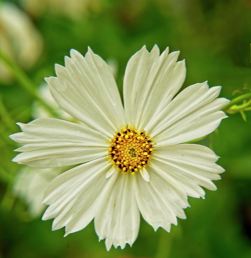 Clearly Daisy Photograph