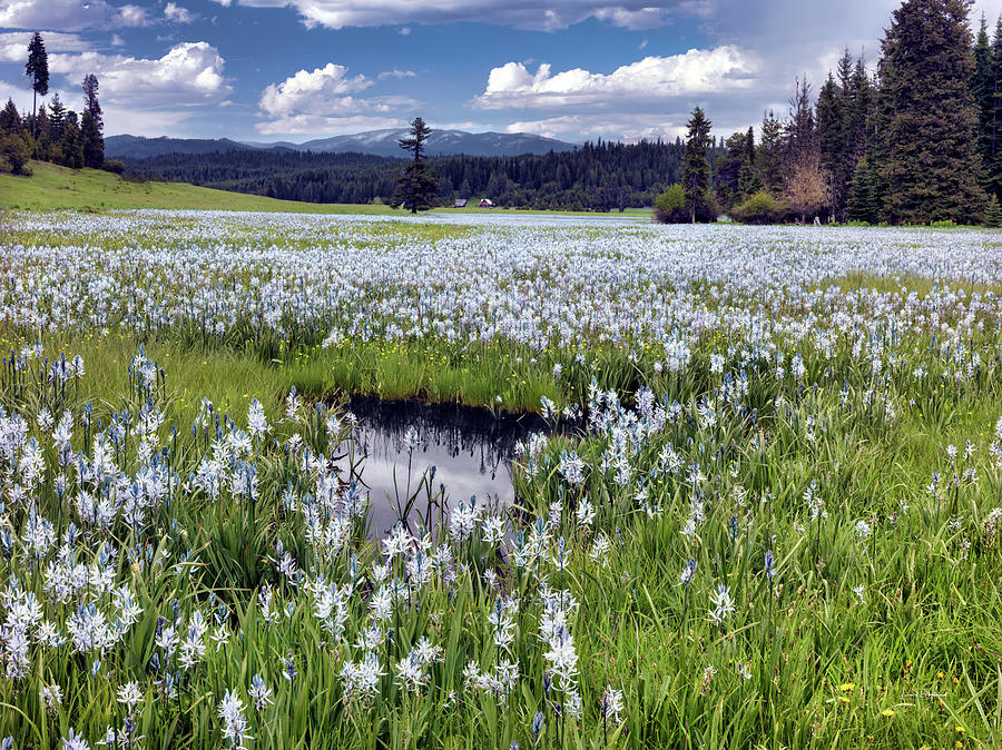 Clearwater Camas Photograph by Leland D Howard