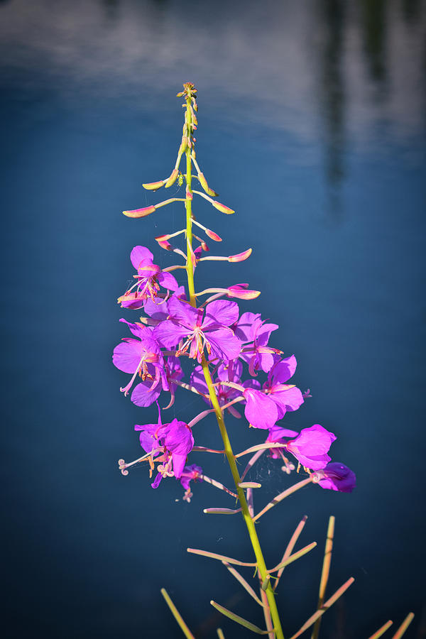 Clearwater Fireweed Photograph by Cathy Mahnke