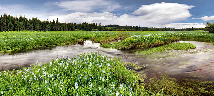 Clearwater Forest Meadows in Spring Photograph by Leland D Howard