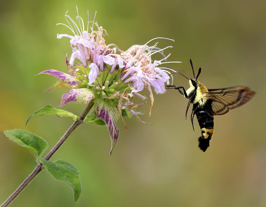 Clearwing Foraging Photograph by Art Cole