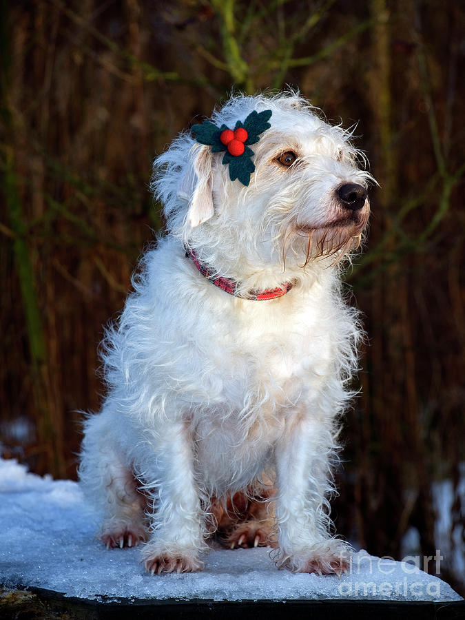 Clem waiting for Christmas Photograph by Robert Douglas