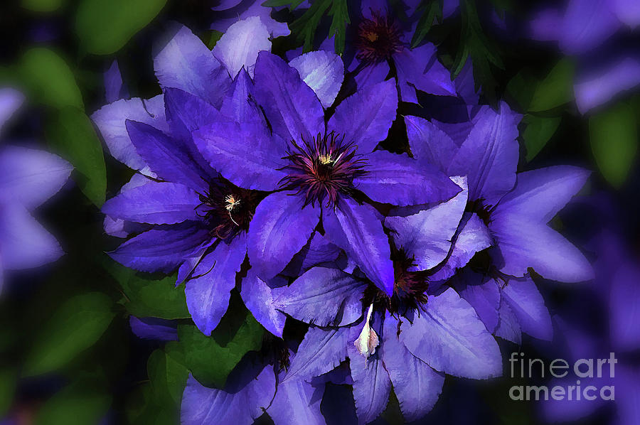 Clematis .. painting Photograph by Elaine Manley | Fine Art America