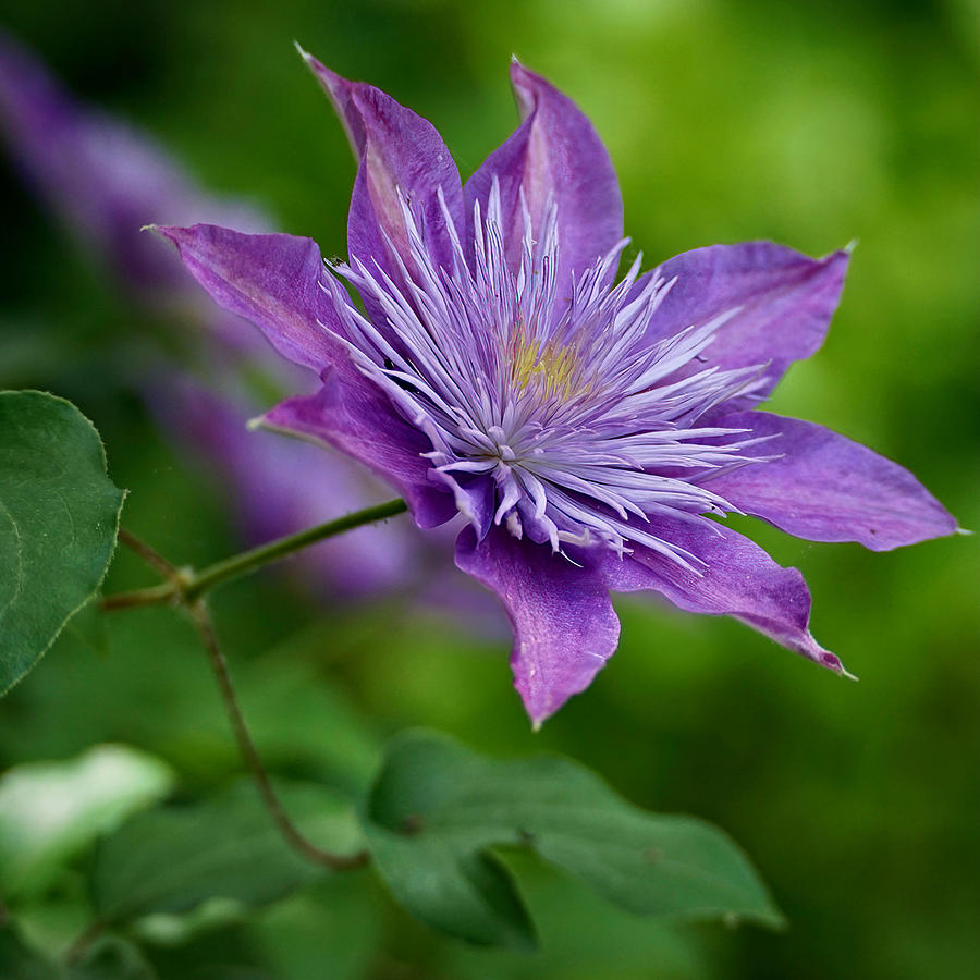 Clematis #1 Photograph by Mark Truman