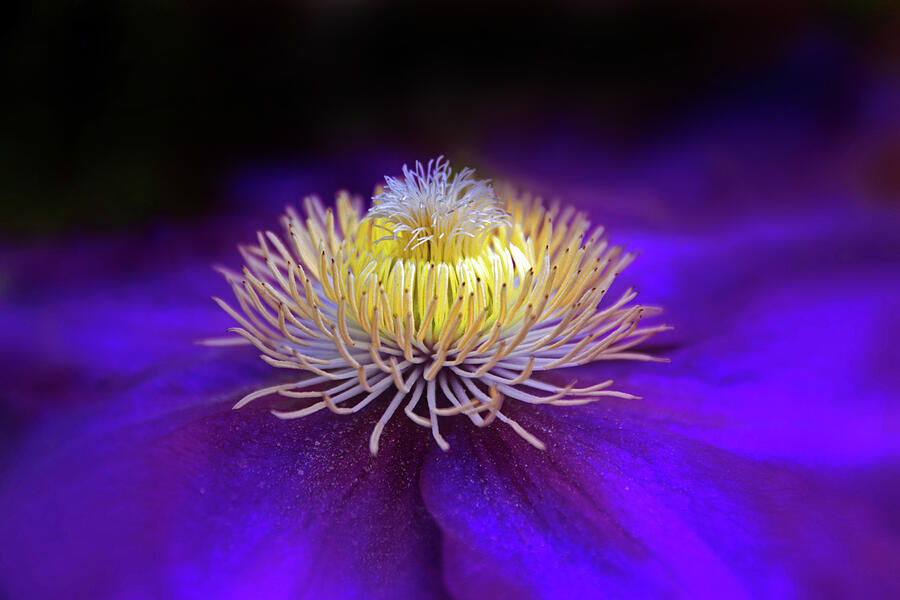 Clematis Aglow Photograph by Jessica Jenney