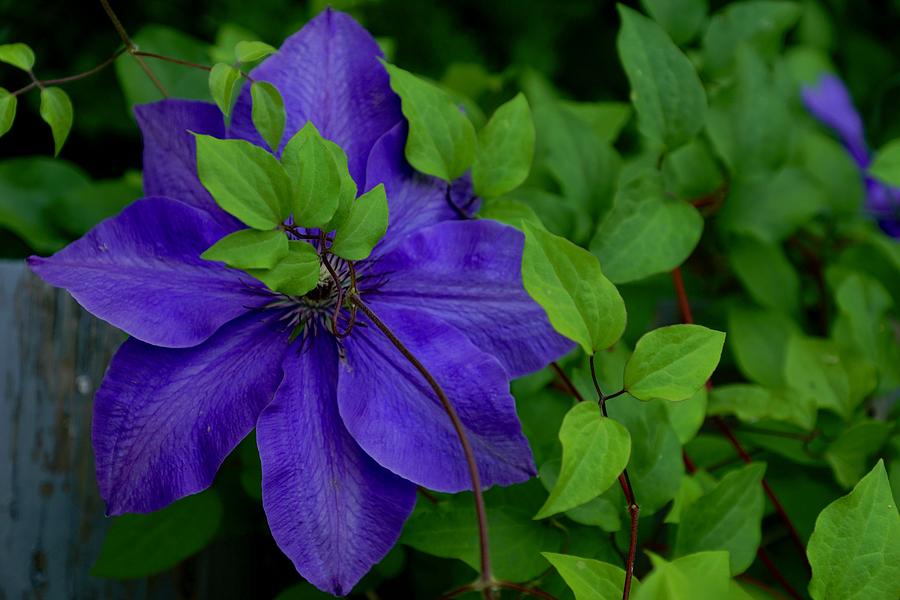 Clematis and Leaves Photograph by Blair Seitz