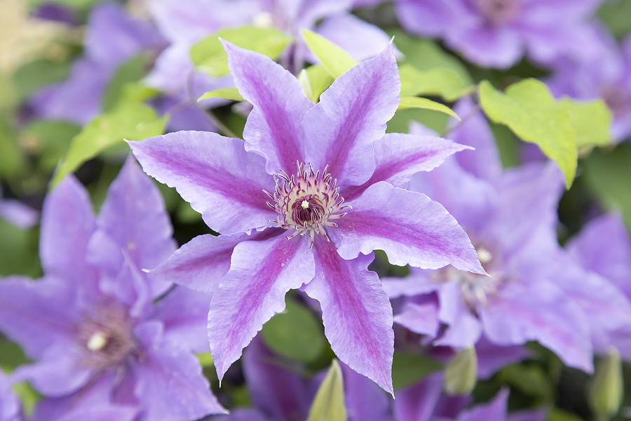 Clematis Photograph by Andrew Dernie