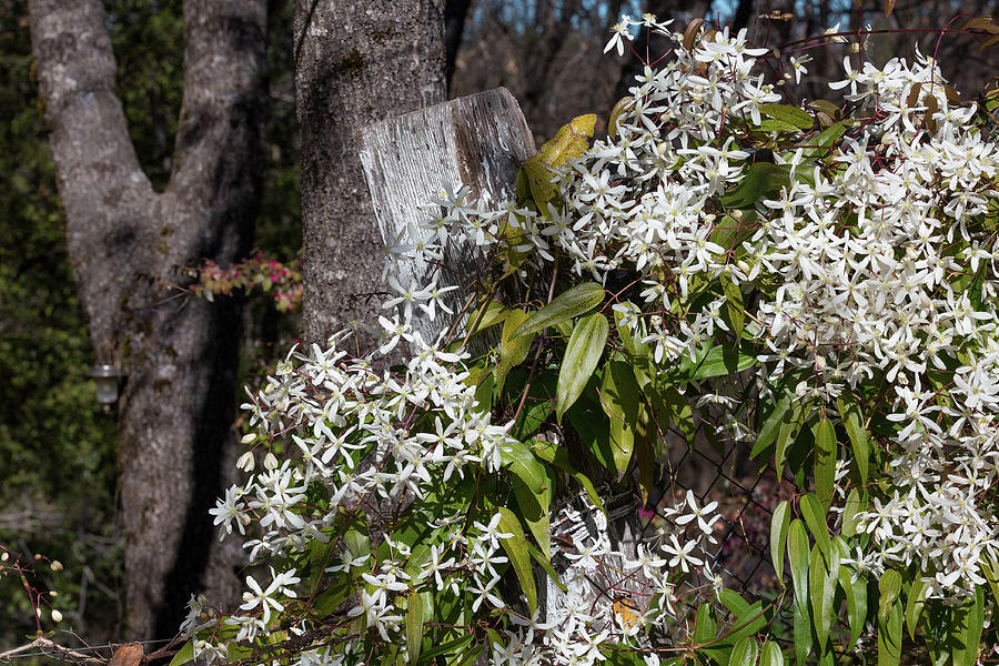 Clematis Armandii Blooming At The Edge Of The Woods Photograph
