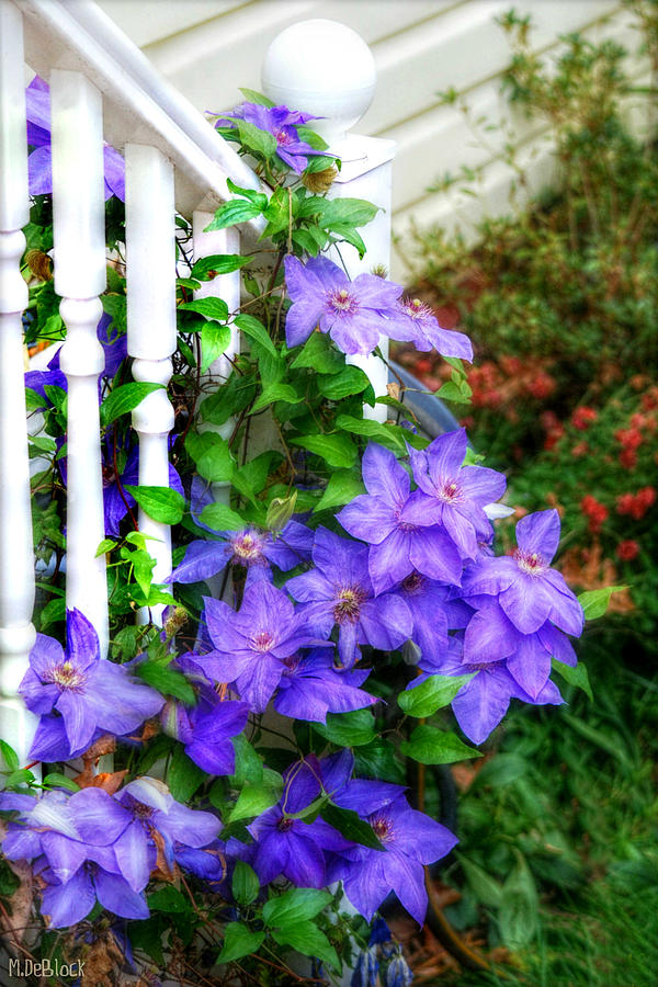 Clematis at the Handrail Photograph by Marilyn DeBlock - Pixels