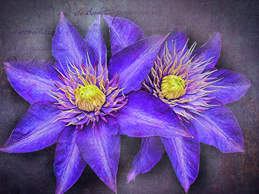 Clematis Photograph by Bill Barber