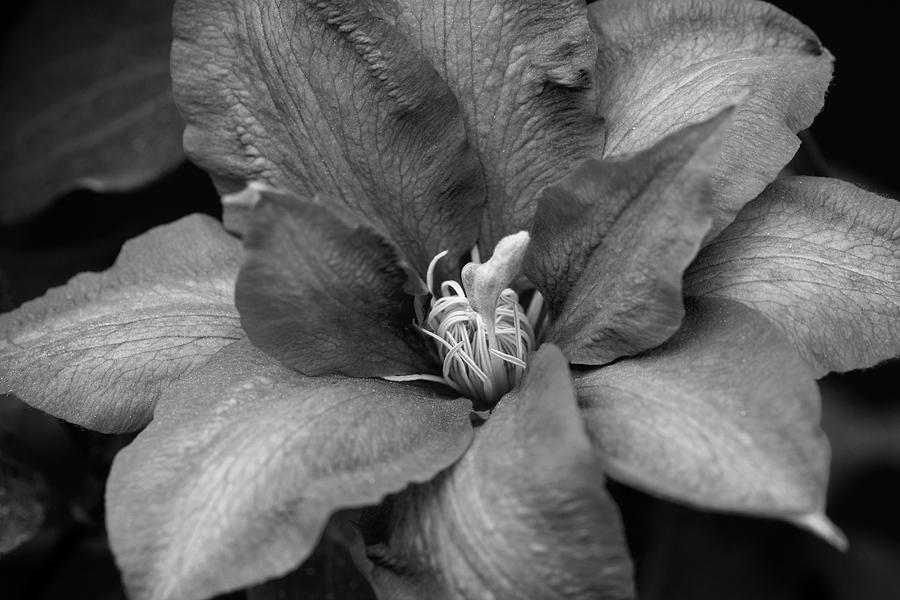 Clematis Black and White Photograph by Steve Gravano