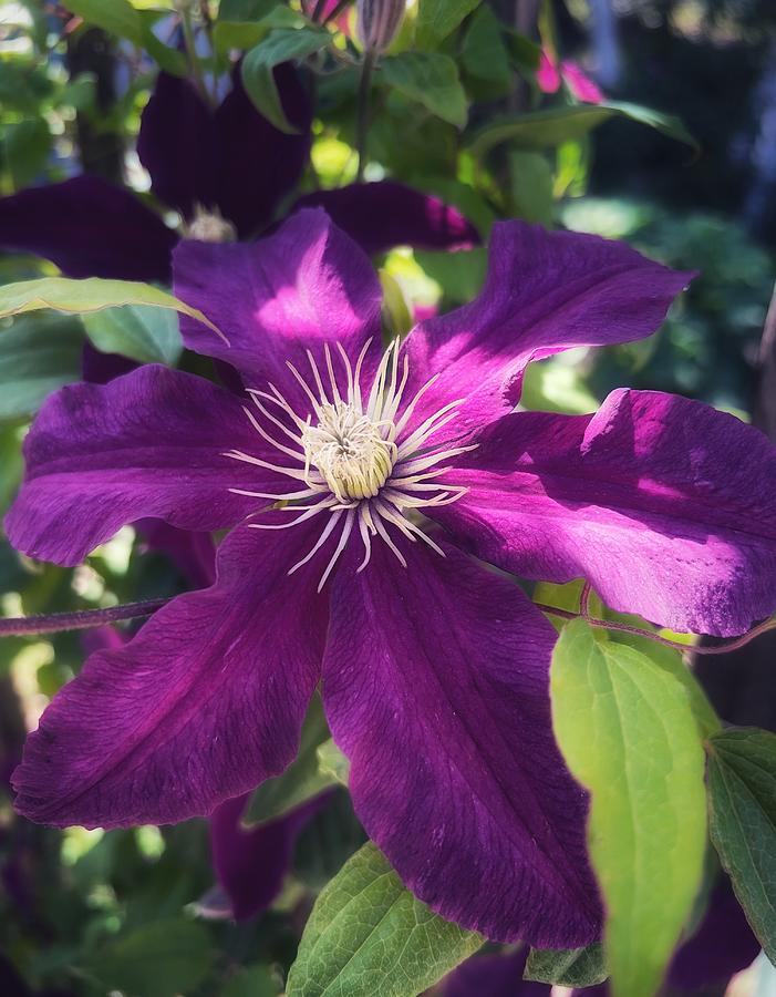 Clematis Bloom Photograph by Steph Gabler