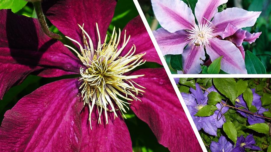 Clematis Blossoms Photograph by Nancy Ayanna Wyatt