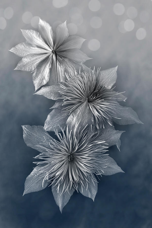Clematis - Blue Dream Mixed Media by Lily Malor