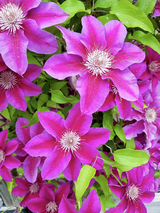 Clematis Photograph by Brook Burling