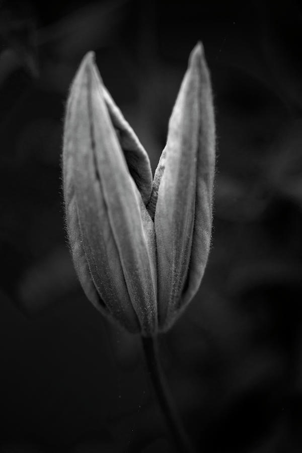 Clematis Bud, Black n White Photograph by Steve Gravano